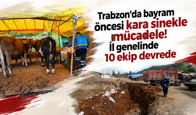 Trabzon'da bayram öncesi kara sinekle mücadele! İl genelinde 10 ekip devrede