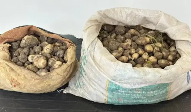 Tunceli’de salep operasyonu: 3 kişiye 2 milyon TL ceza
