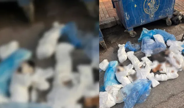Başsavcılık itiraz etmişti, 33 kediyi öldüren veteriner tutuklandı