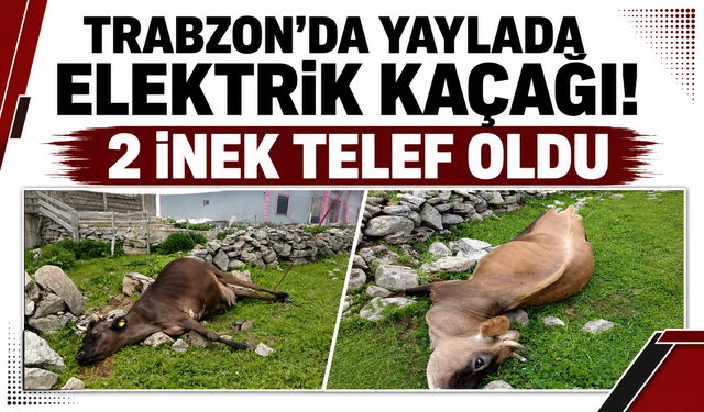 Trabzon’da yaylada elektrik kaçağı! 2 inek telef oldu