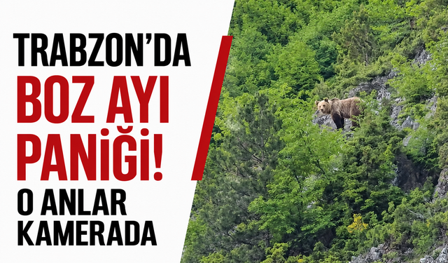 Trabzon'da boz ayı paniği! O anlar kamerada