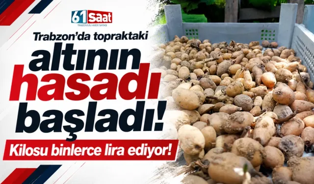 Topraktaki altının hasadı, Trabzon'da başladı! Kilosu binlerce lira ediyor