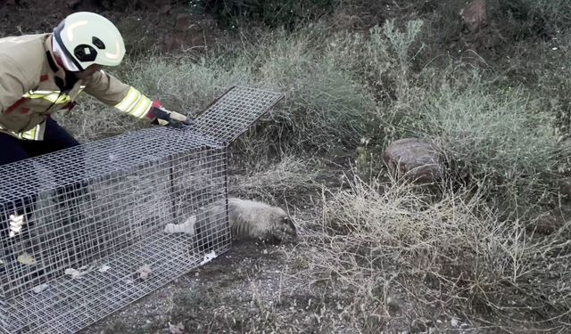 Doğada nadir görülen bal porsuğu mahsur kaldığı havuzdan kurtarıldı