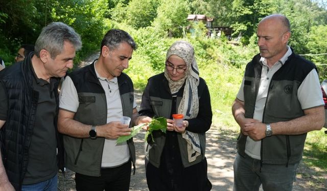 Kestane ormanlarını korumak için 5 bin samuray arısı doğaya salındı
