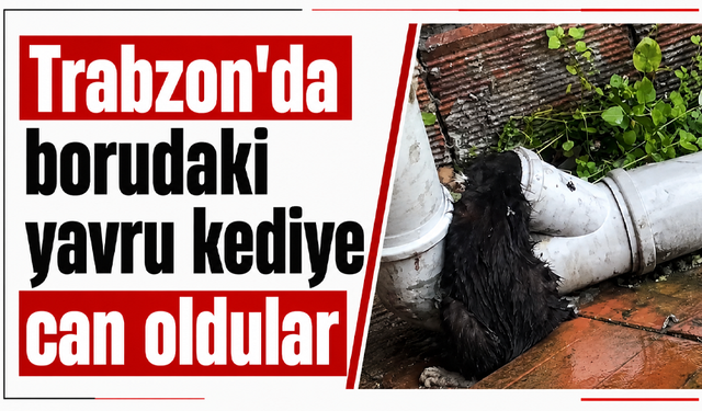 Trabzon'da borudaki yavru kediye can oldular