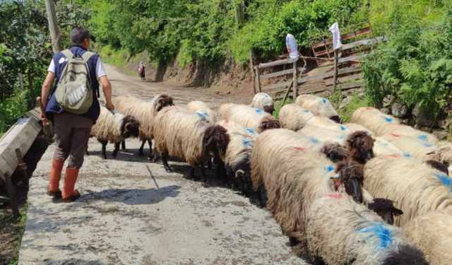 Giresun’da yayla göçü başladı