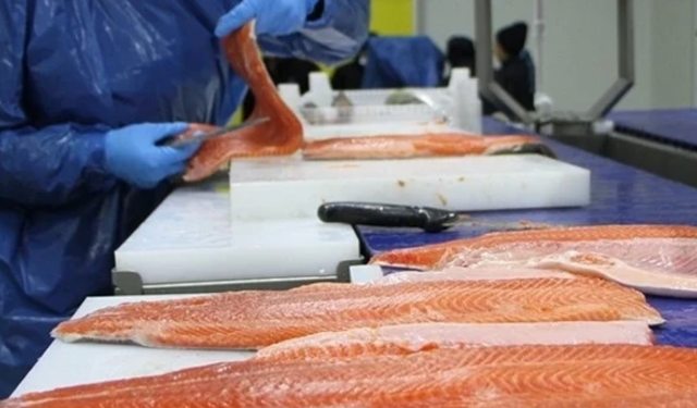 Doğu Karadeniz'in 5 aylık Türk somonu ihracatı 59,8 milyon doları aştı