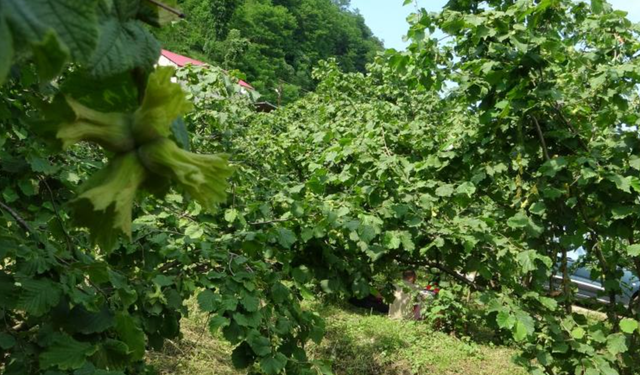 Giresun'da kahverengi kokarcaya karşı samuray arıları doğaya salındı