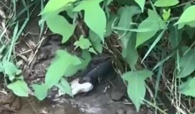 Artvin’de yılanın balık avı kamerada