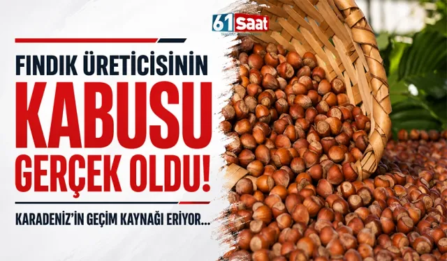 Fındık üreticisinin kabusu gerçek oldu!