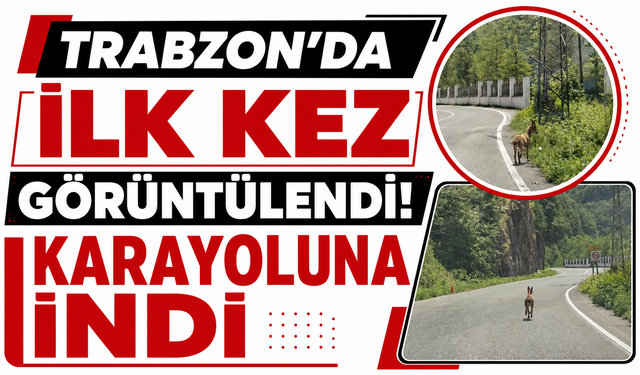Trabzon'da ilk kez görüntülendi! Karayoluna indi