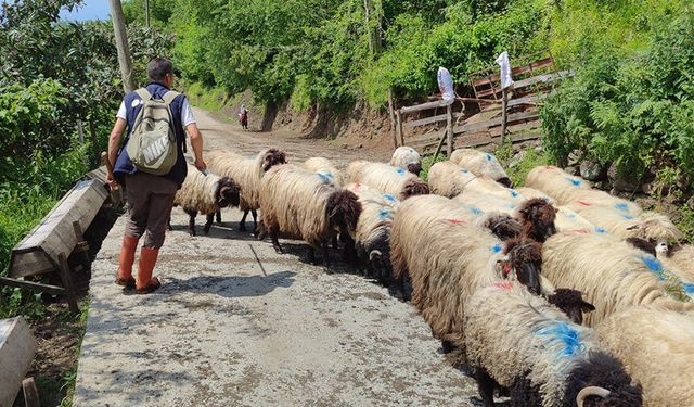 Giresun’da yayla göçü başladı