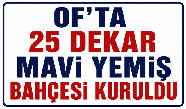 Of'ta 25 dekar mavi yemiş bahçesi kuruldu