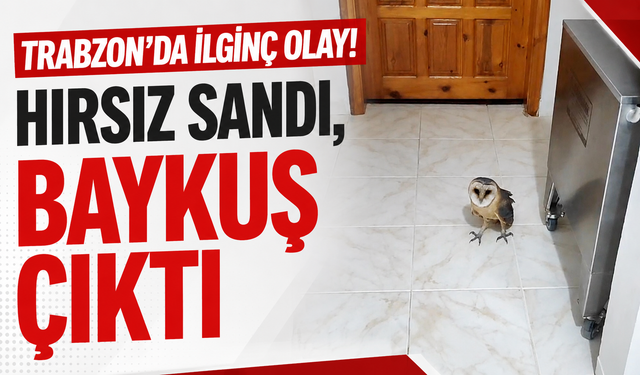Trabzon’da ilginç olay! Hırsız sandı baykuş çıktı