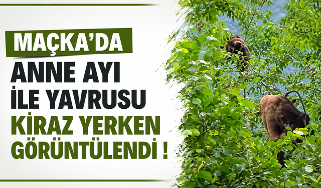 Maçka’da anne ayı ile yavrusu kiraz yerken görüntülendi