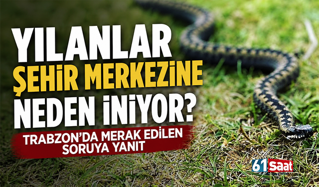 Yılanlar şehir merkezine neden iniyor? Trabzon’da merak edilen soruya yanıt