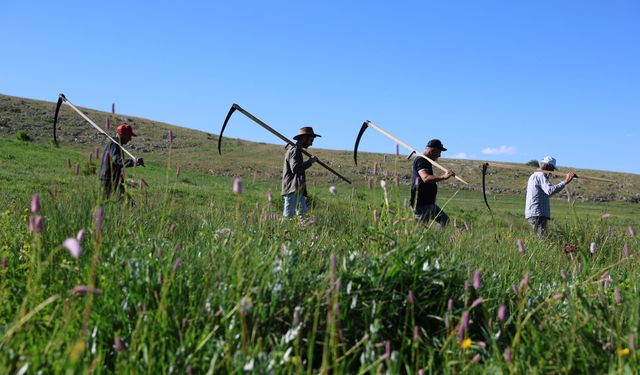 Bayburt'ta çiftçiler asırlık tırpanlarla zorlu ot biçme mesaisinde