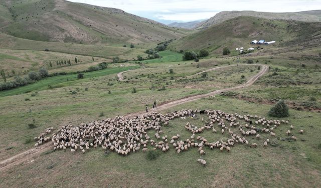 Göçerlerin yüksek rakımlı yaylalardaki mesaisi sürüyor