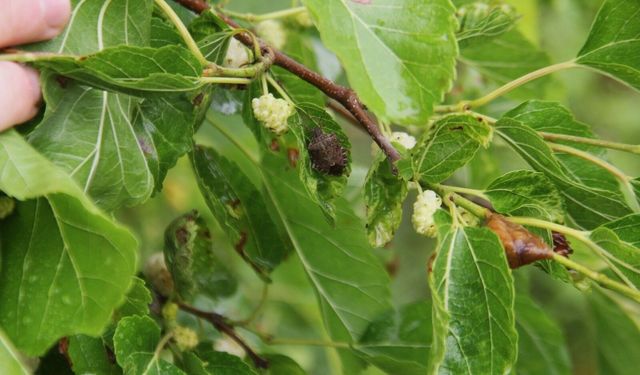 Karadeniz Havzası’nda 3 ülkeden tarımsal iş birliği