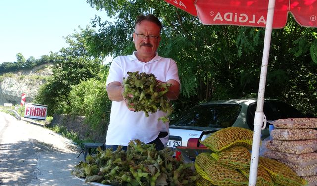 Yeni sezonun ilk fındığı tezgahlarda: Yeşil kabuklu fındığın kilosu 200 TL