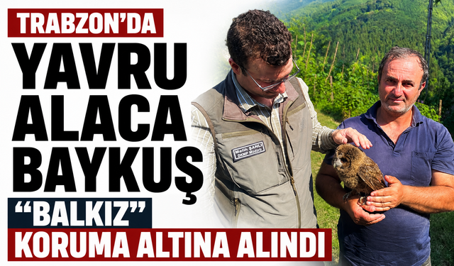 Trabzon’da yavru alaca baykuş “Balkız” koruma altına alındı