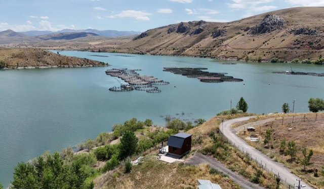 Erzincan'da yetişiyor, Trabzon ve Elazığ'da somona dönüşüyor