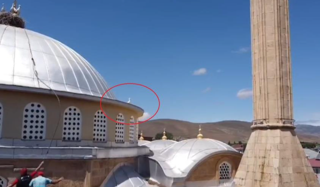 Bayburt’ta yuvasına dönemeyen yavru leylek ekipleri harekete geçirdi