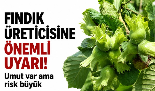 Fındık üreticisine önemli uyarı! Umut var ama risk büyük