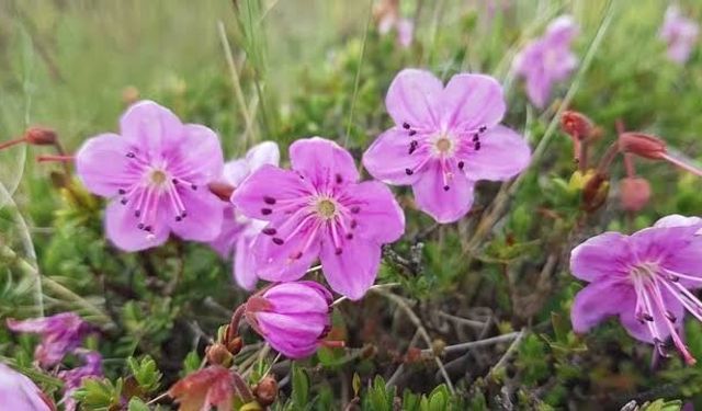 Artvin'in endemik güzelliği dağ gülü, Tiryal Dağı'nda çiçek açtı