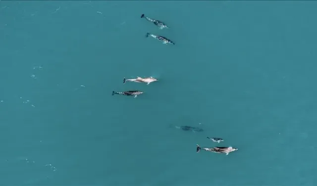 Karadeniz'de sürü halinde yüzen yunuslar dronla görüntülendi