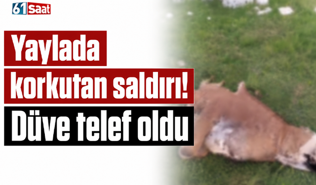 Yaylada korkutan saldırı! Düve telef oldu