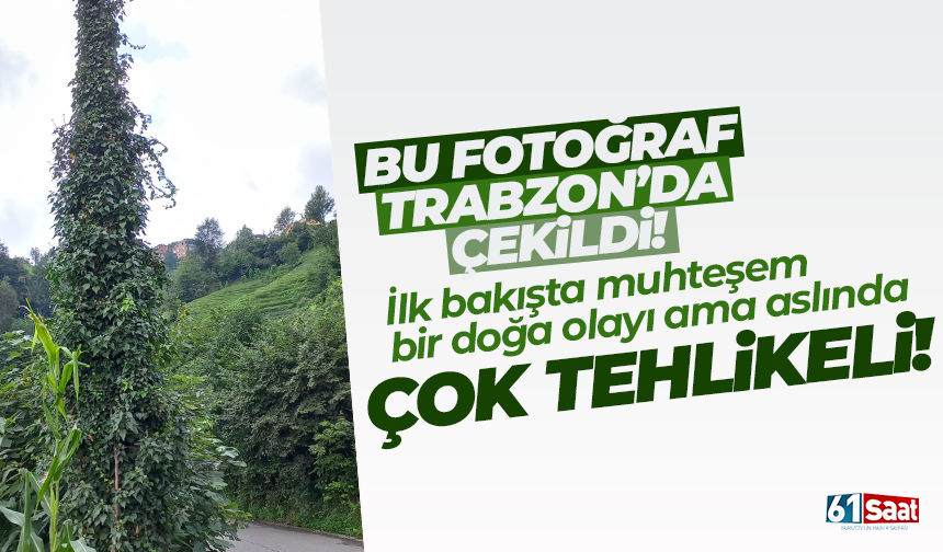 Trabzon'da elektrik direği sarmaşıklarla neredeyse tamamen kapandı!