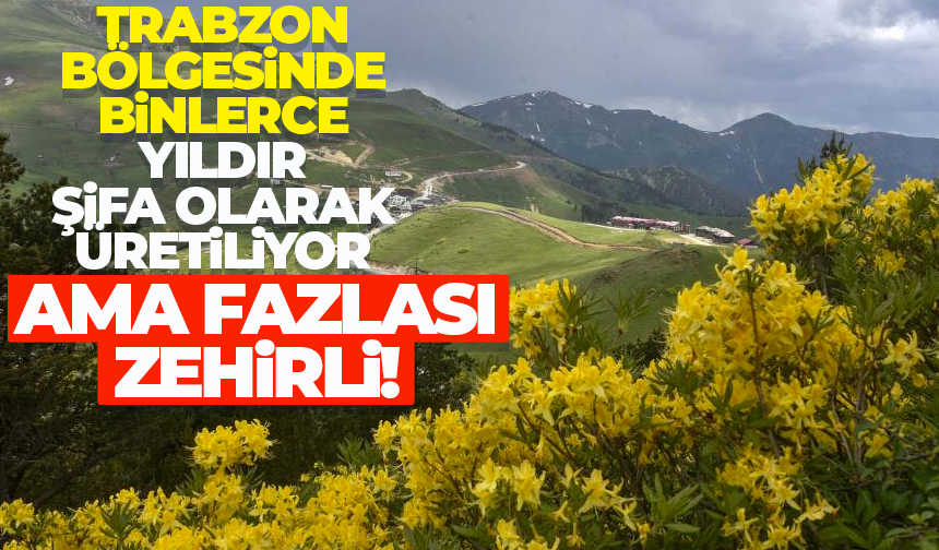 Trabzon bölgesinde binlerce yıldır şifa için üretiliyor ama fazlası zehirliyor...