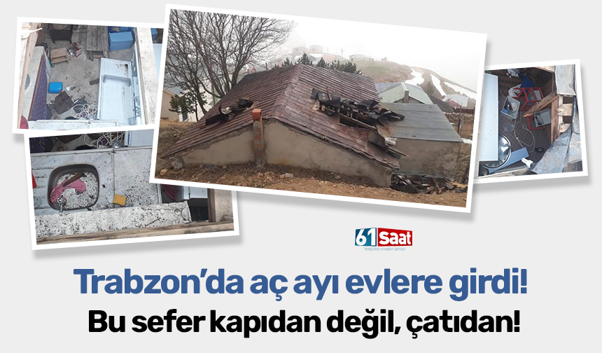 Trabzon'da aç ayı evlere girdi! Üstelik kapıdan değil çatıdan!