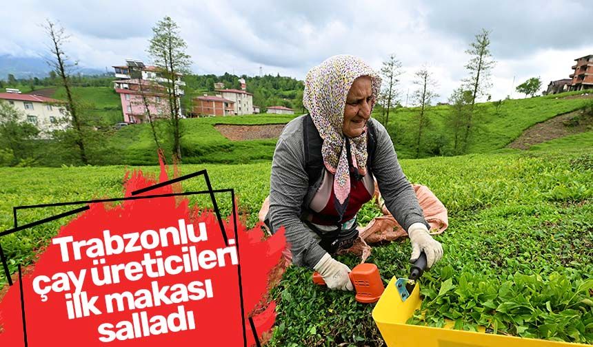 Trabzon'da çay üreticileri ilk makası salladı