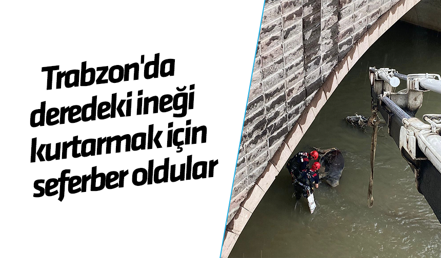 Trabzon'da deredeki ineği kurtarmak için seferber oldular