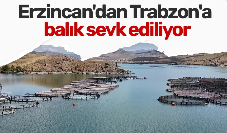 Erzincan'dan Trabzon'a balık sevk ediliyor