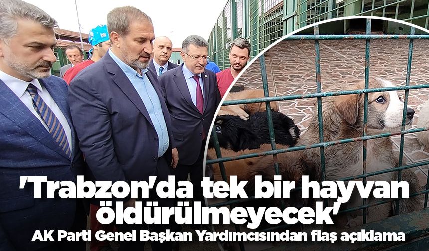 AK Parti Genel Başkan Yardımcısından flaş açıklama: 'Trabzon'da tek bir hayvan öldürülmeyecek'