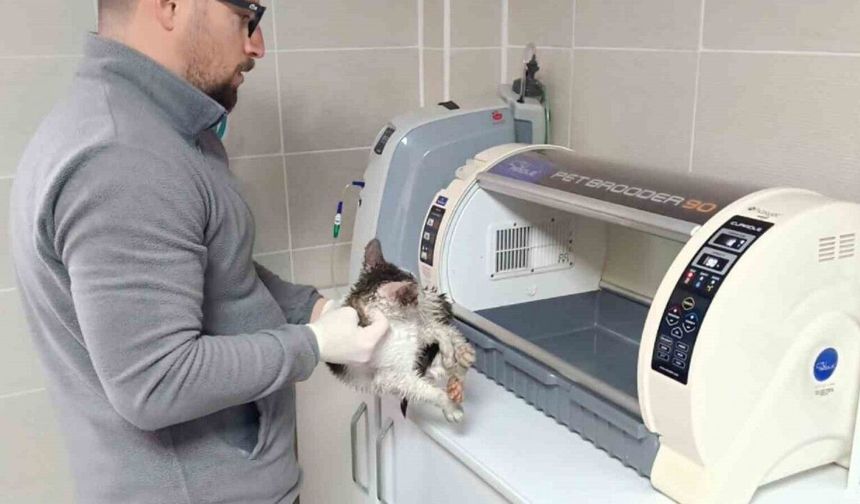 Rize’de dereden kedi kurtarma operasyonu