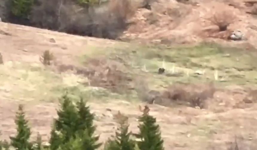 Artvinli gençler ayıyı çaya davet etti