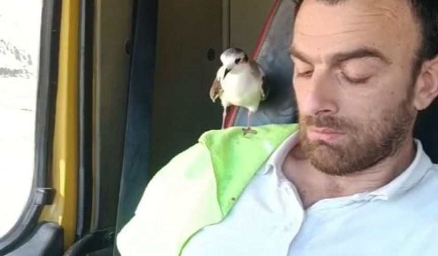 Rizeli’nin minik martı ile dostluğu