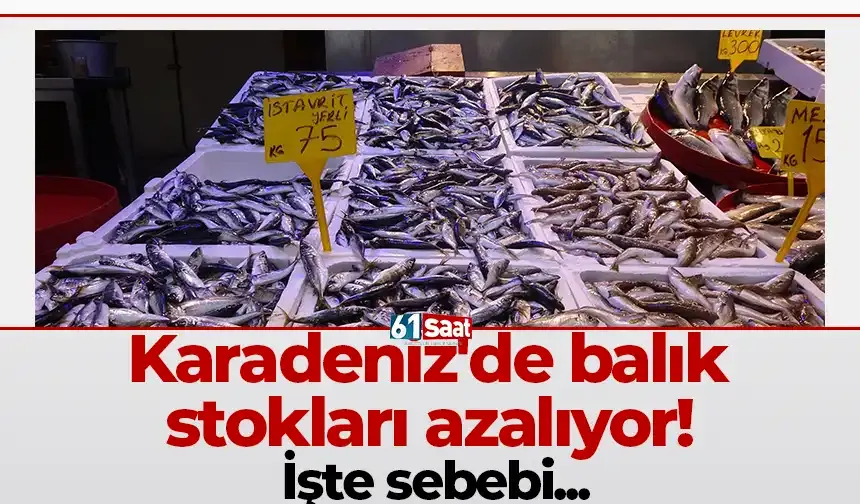 Karadeniz'de balık stokları azalıyor! İşte sebebi...