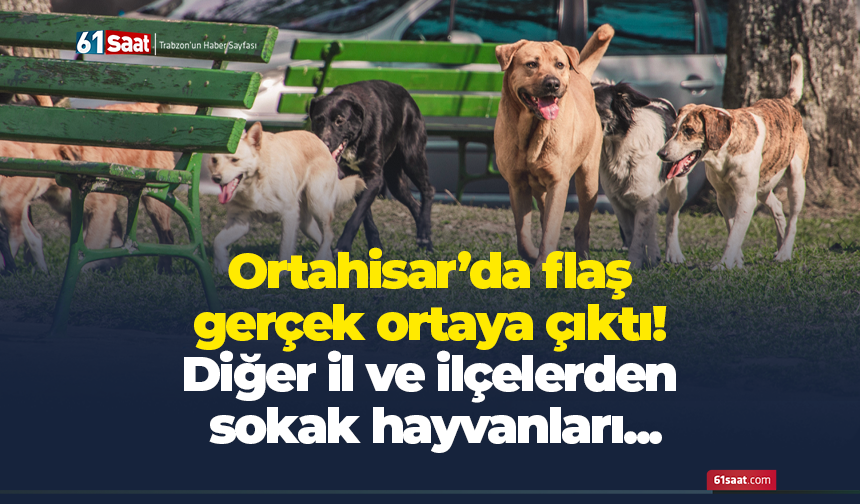 Ortahisar’da flaş gerçek ortaya çıktı! Diğer il ve ilçelerden sokak hayvanları...