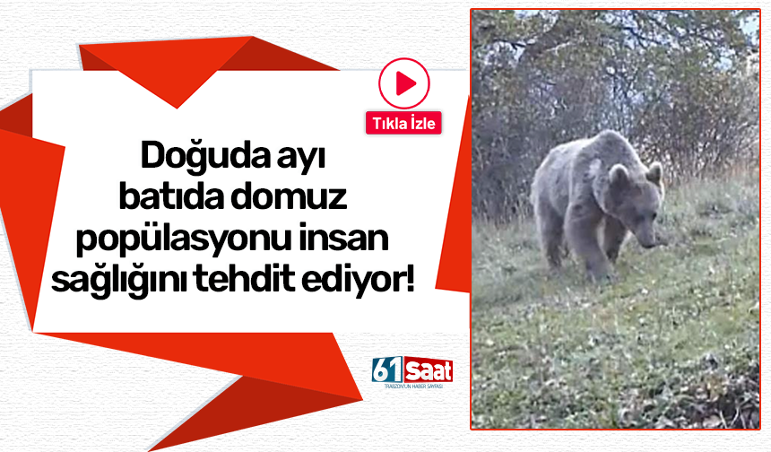 Doğuda ayı batıda domuz popülasyonu insan sağlığını tehdit ediyor!