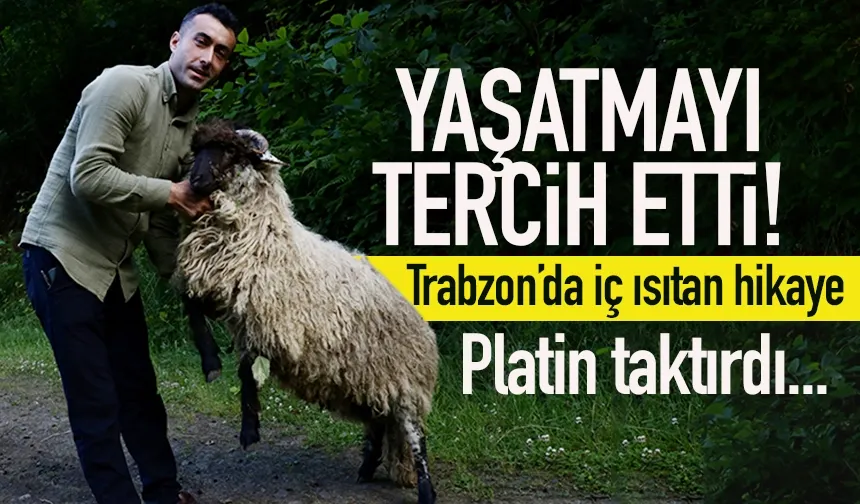 Trabzon'da kesmek yerine, yaşatmayı tercih etti! Platin takdırdı...