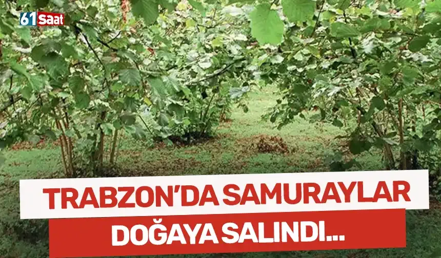 Trabzon'da samuraylar doğaya salındı!