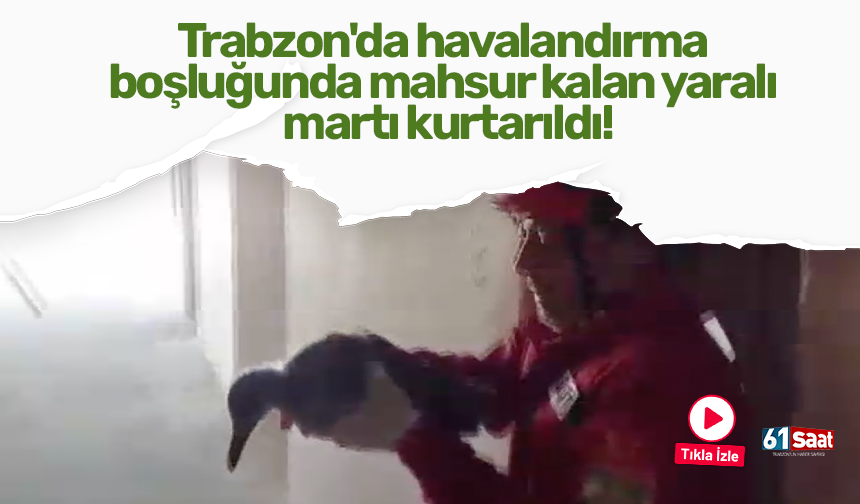 Trabzon'da havalandırma boşluğunda mahsur kalan yaralı martı kurtarıldı!