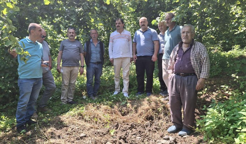 Akçaabat'ta kokarca ile mücadelede samuraylar doğaya bırakıldı!
