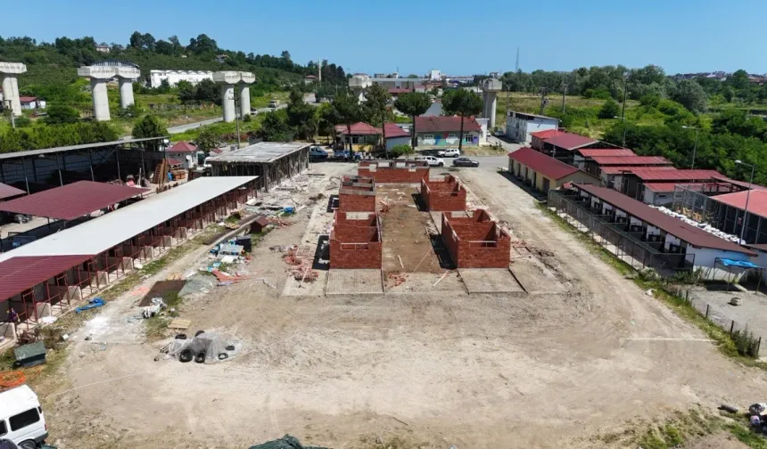 Ordu'da sokak hayvanları için örnek proje