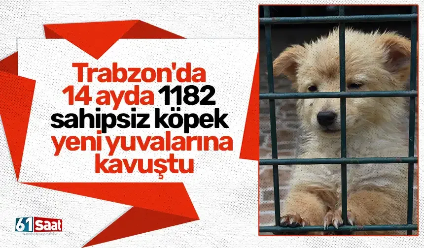 Trabzon'da 14 ayda 1182 sahipsiz köpek yeni yuvalarına kavuştu